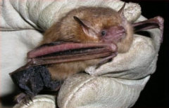 Eastern pipistrelle (Pipistrellus subflavus) captured at Monocacy National Battlefield, 2004. 