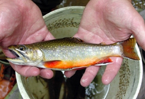 The brook trout (Salvelinus fontinalis) is the sole native trout species in Maryland. 