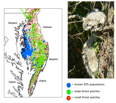 Range of Delmarva Fox Squirrel