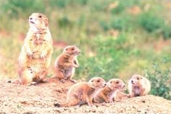Factors such as sex ratio among adults, maternal condition, local mate competition, and local resource enhancement do not affect the sex ratio within litters. Consequently, each mother usually weans approximately equal numbers of male and female offspring.