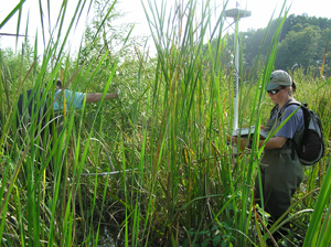 Dr. Engelhardt sampling in Dyke Marsh