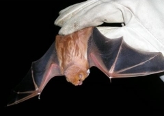 Eastern red bat captured at Catoctin Mountain Park, 2004.