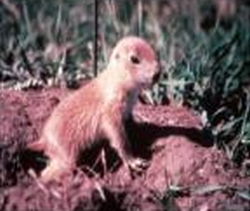 Juvenile prairie dog at first emergence from natal burrow, when it is about 5.5 weeks old and weighs about 150 grams.