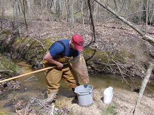 Collection of benthic macroinvertebrate sample for MBSS project.