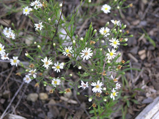The Nottingham Park Serpentine Barrens contains one of the largest populations of serpentine aster in the world.