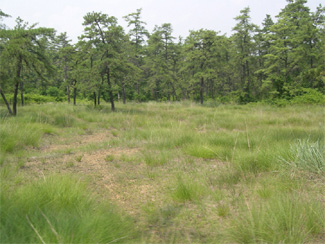 Serpentine grassland with Pitch Pine in the background.Nottingham Park has one of the few intact Pitch Pine (Pinus rigida) populations.