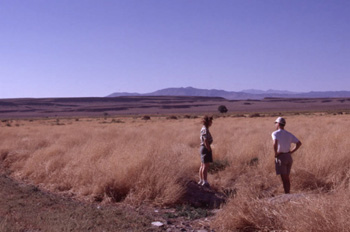 Colleagues, Sara Manning and John Mustard, standing in a field of the invasive annual, Bassia hyssopifolia. Often, decreases in native vegetation were followed by an increase in exotic species when the drought ended.