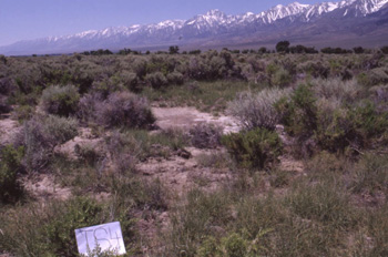 Vegetation characteristic of Owens Valley. Many of these species rely on groundwater for growth throughout the dry summer months.