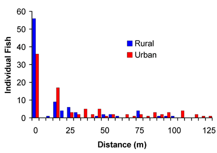 This figure represents total distance moved by blacknose dace and creek chub in rural and urban streams from the home pool. Fish found in their home pool are represented in the “0” column. The average distance moved by both fish species in rural streams was 14+/- 2.5 m and 31 +/-3.8 m in urban streams. Fish in urban streams moved farther away from their home pool than rural fish, thus less urban fish were found in their home pool (urban, n = 95; rural, n = 92).