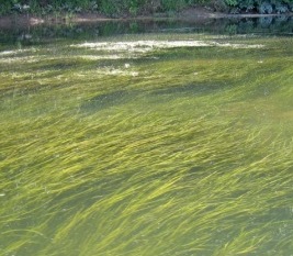Vallisneria americana was once a dominant species in the Chesapeake Bay. 