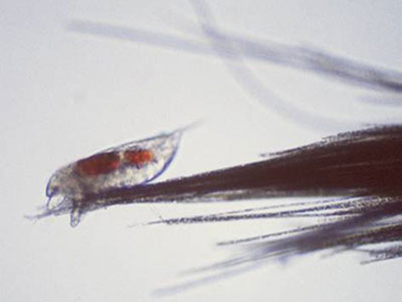 Copepod on algae