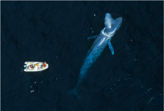 Blue whale