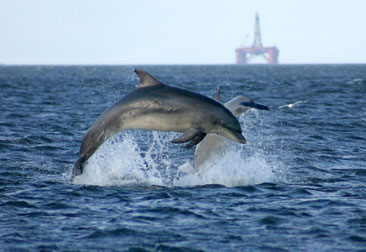 dolphins