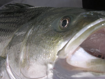 Striped bass