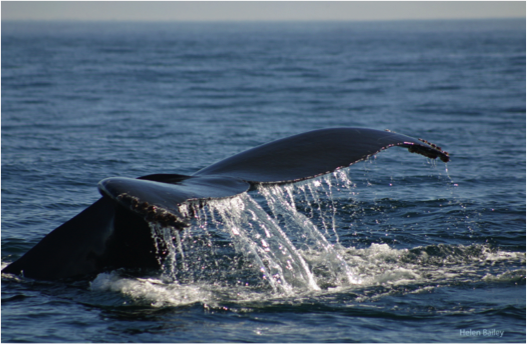 Whale fluke