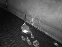 A Canada goose leads her goslings through the tunnel
