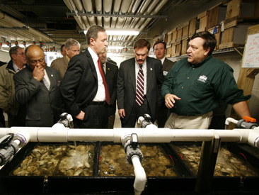 hpl oyster hatchery tour