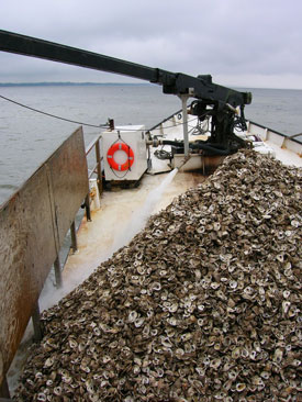 oysters ready for planting