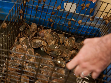 oysters in cage