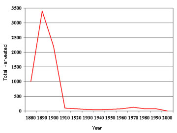 historical sturgeon harvest