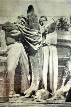 historical sturgeon images