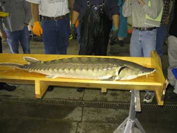sturgeon being weighed