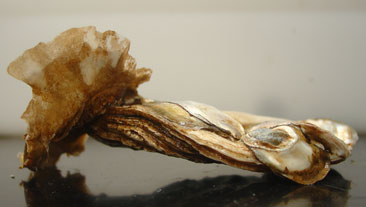 eastern oyster