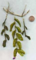 Zostera