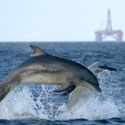 Dolphins by Helen Bailey