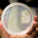 Algae in a petry dish