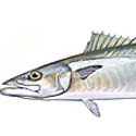 king mackeral