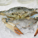 Blue Crab