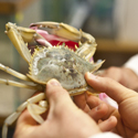 Blue Crab