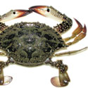 Gazami Crab