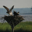 Osprey