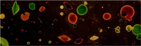 microalgae culture