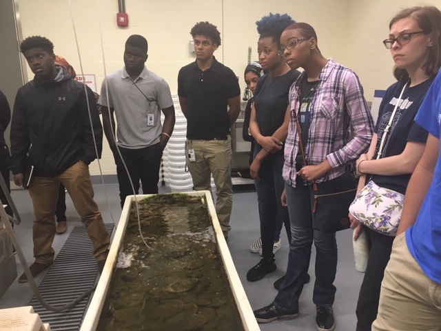 Oysters in a tank with students looking on