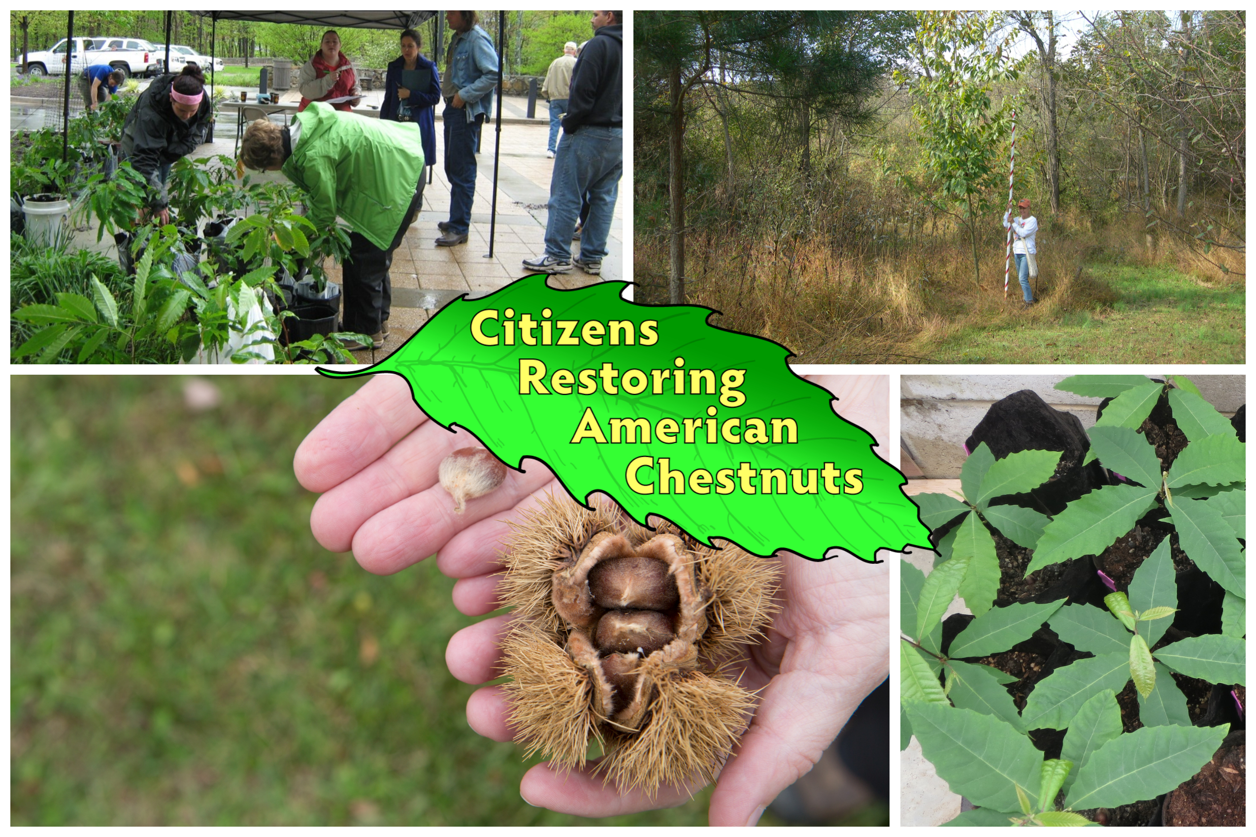 Collage of of chestnut pictures with project logo 