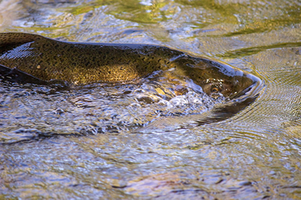 A photo of the top half of a fish’s body breaking through the surface of water.