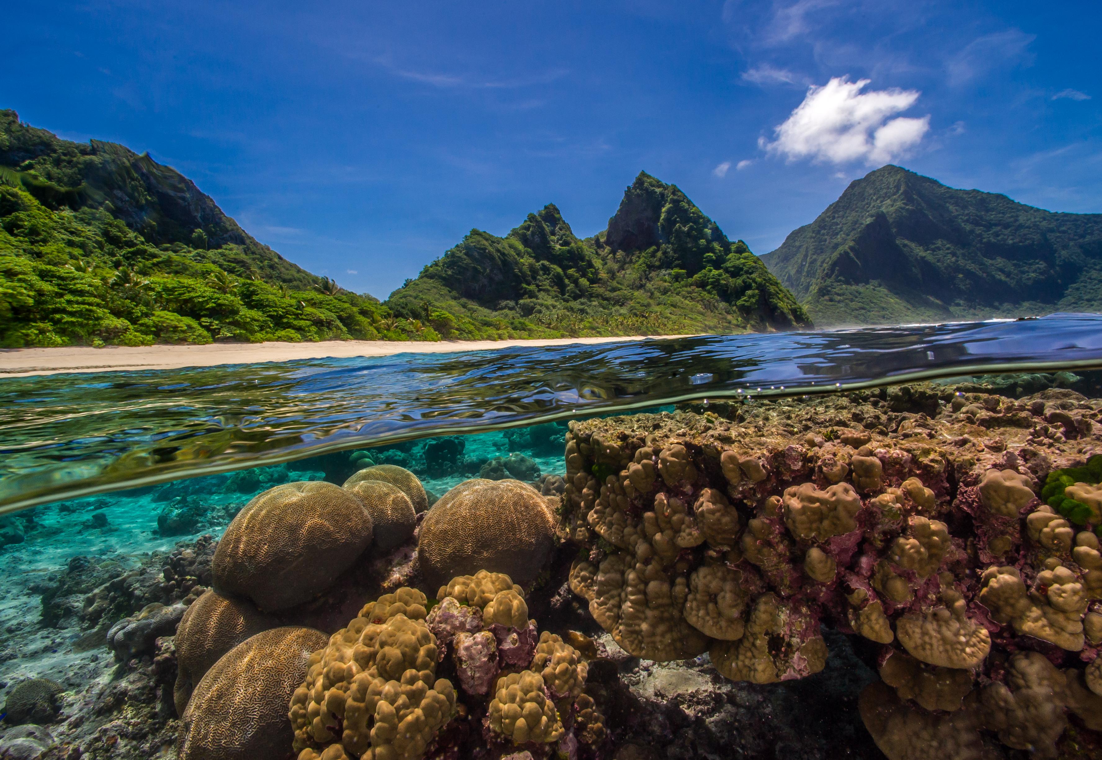 Partially underwater photo of a healthy coral reef in the American Samoa.