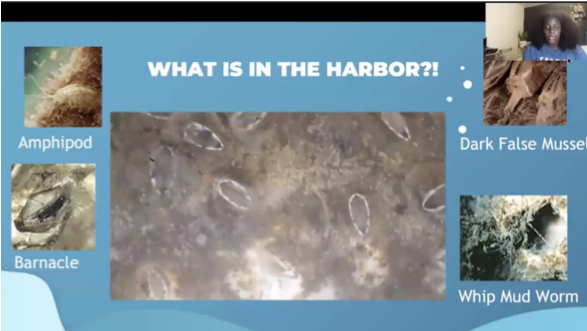 slide that says What is in the harbor with images of mussels, amphipods, barnacles, mud worms