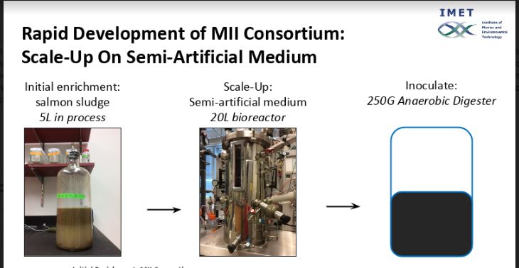 initial enrichment in a bottle, scaling up in a bioreactor, innoculating in an anaerobic digester