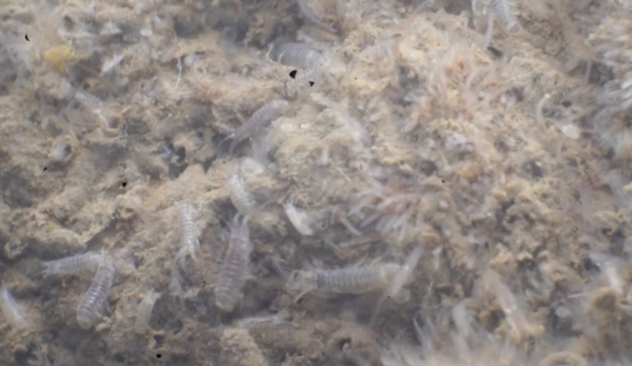 magnified image of microorganisms in the water. Brown surface with some clear amphipods
