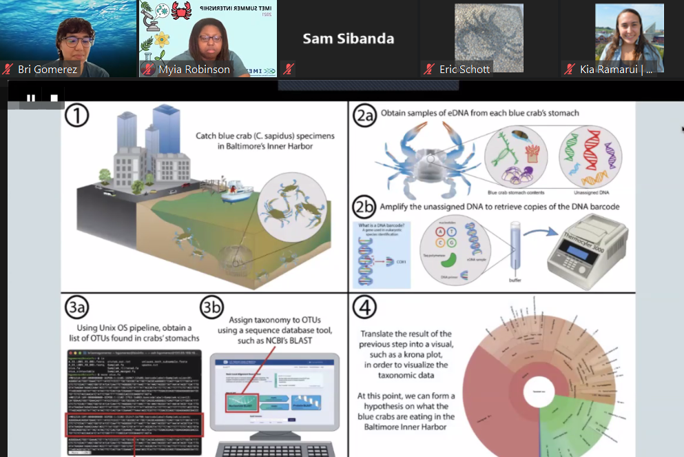 zoom presentation with diagram of how to obtain bioinformatic data from blue crab stomach