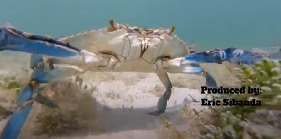blue crab with text, "Produced by Eric Sibanda"