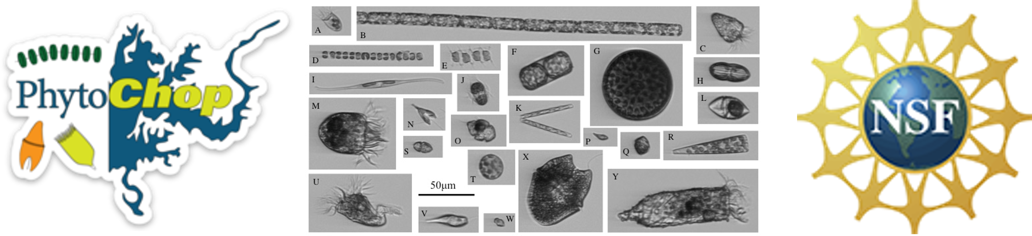 Phytochop logo, a collage of phytoplankton and the nsf logo