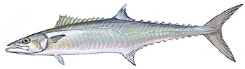 king mackeral