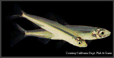 Delta Smelt