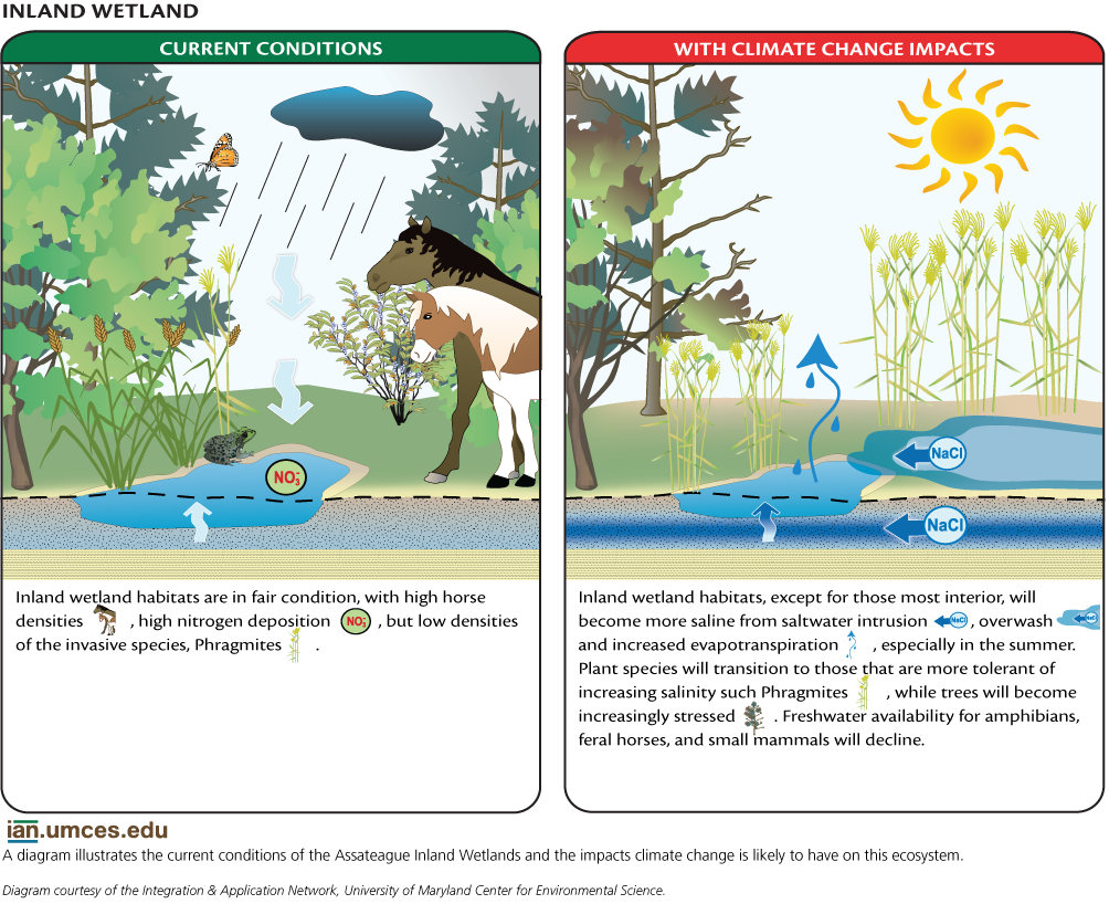 Climate Change Effects on Assateague Island
