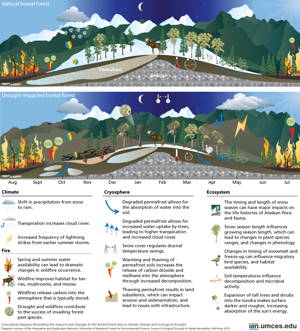 The impacts and changes to the boreal forest due to climate change and ecological drought